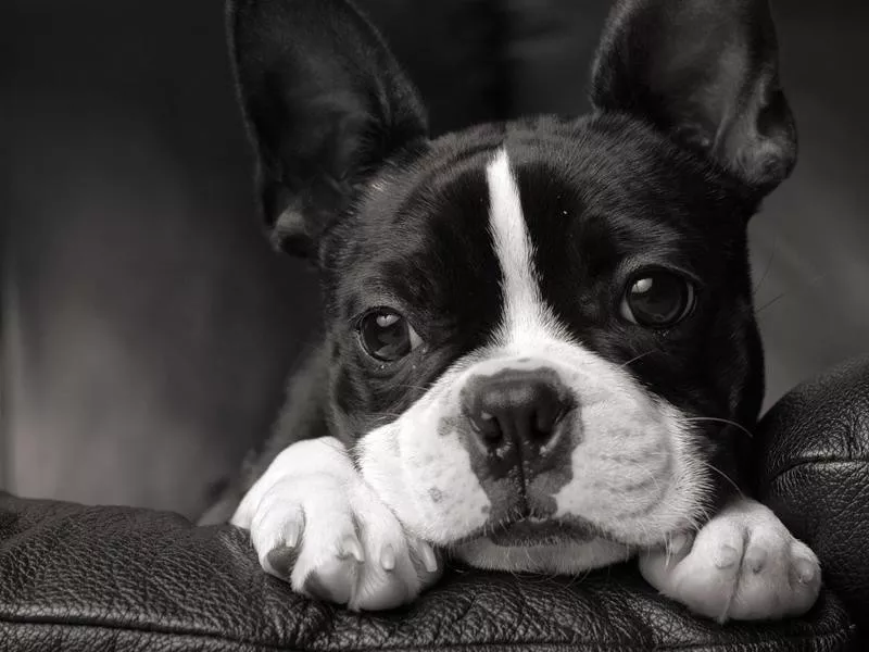 Boston Terrier