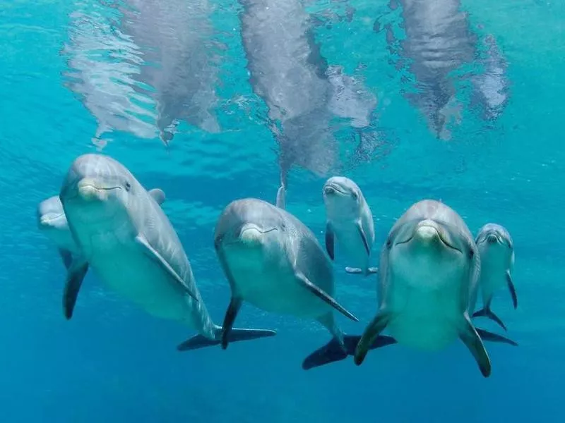 Dolphin family