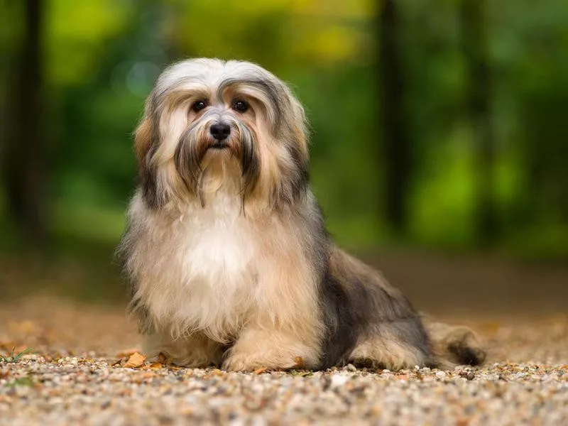 havanese