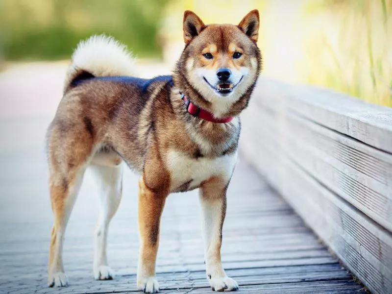 Shiba Inu