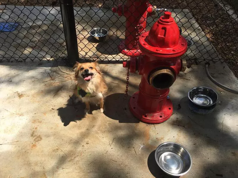 Dog Park at the Rez