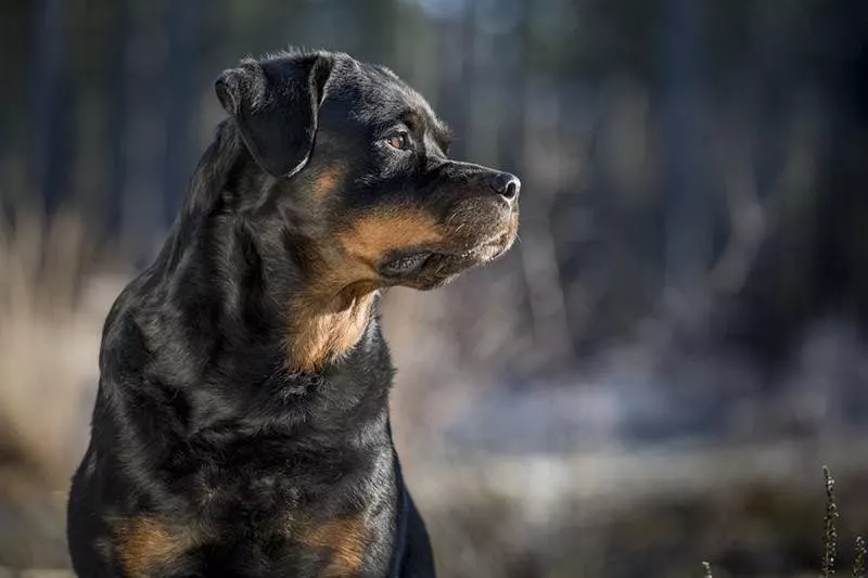 Rottweiler