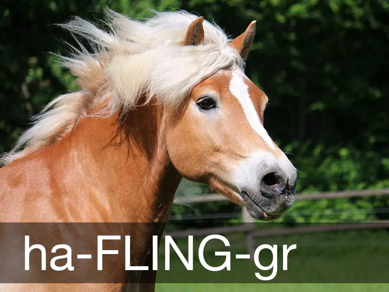 Haflinger