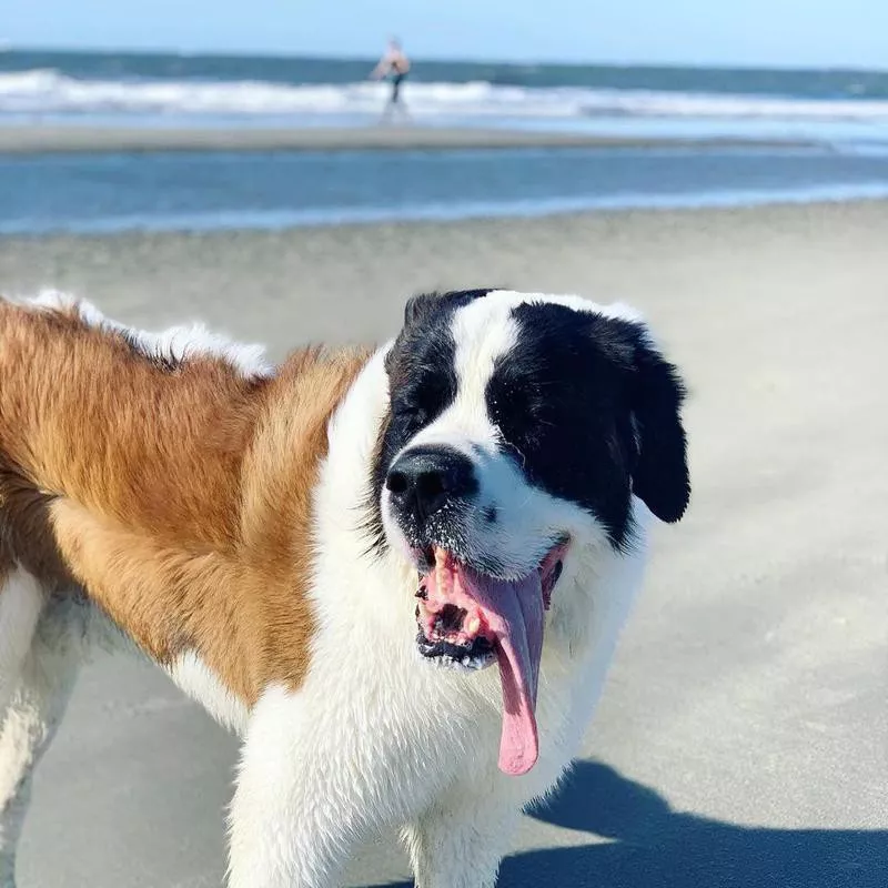 Saint Bernard at the beach