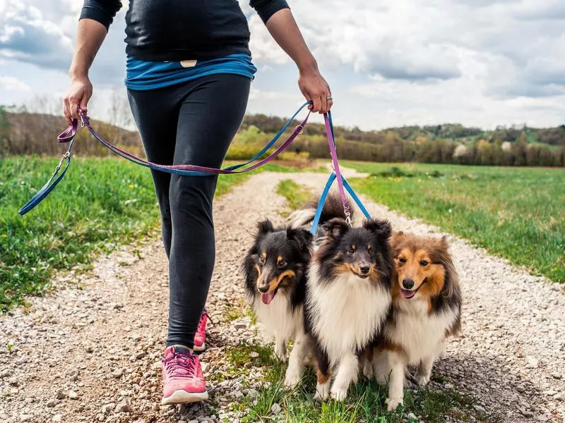 Shetland Sheepdog