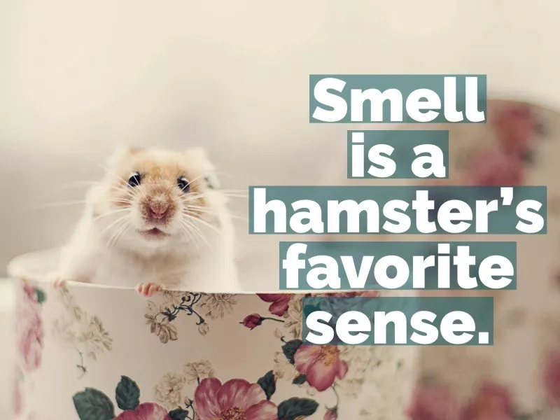 hamster