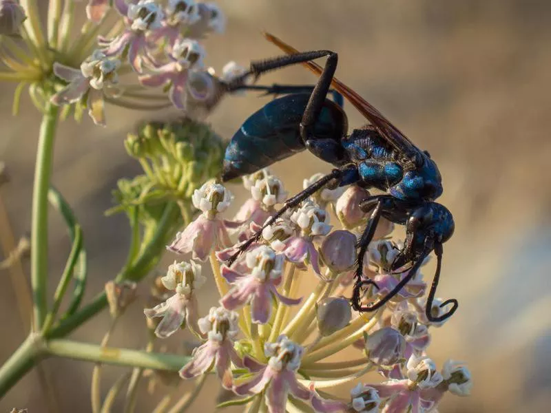 Tarantula Hawk