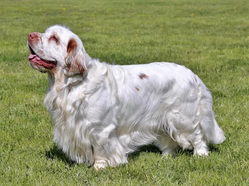 Clumber Spaniel