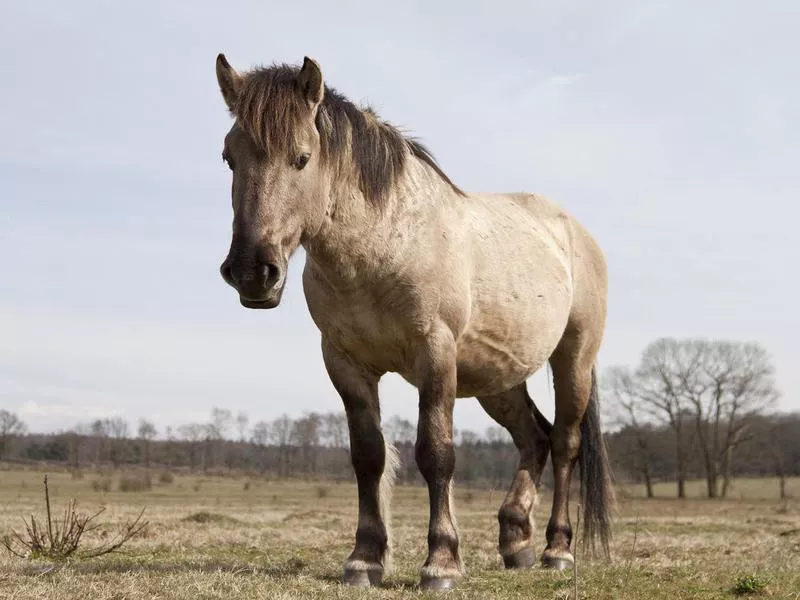 Konik pony