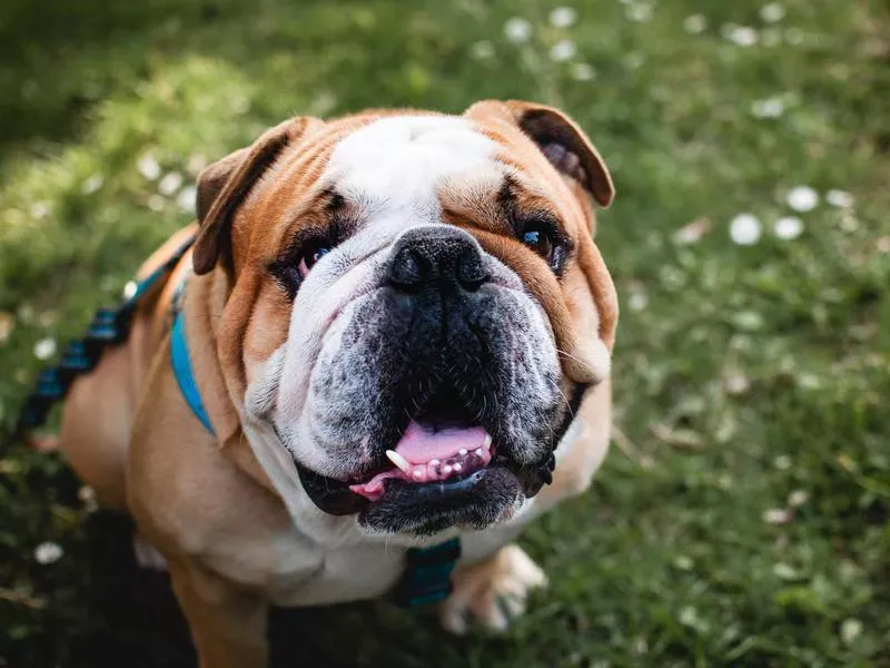 English bulldog sitting on the grass and watching