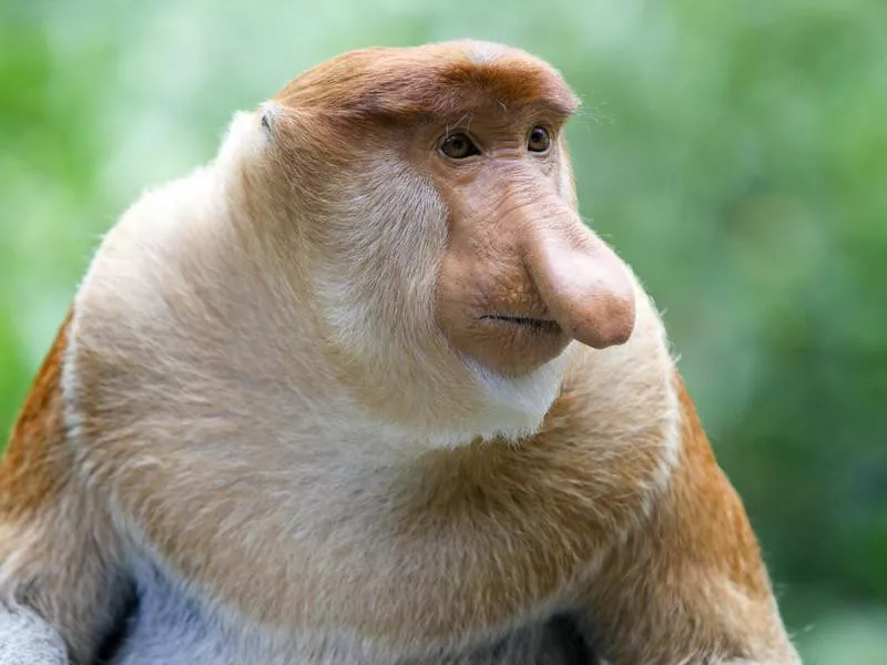 Proboscis Monkey