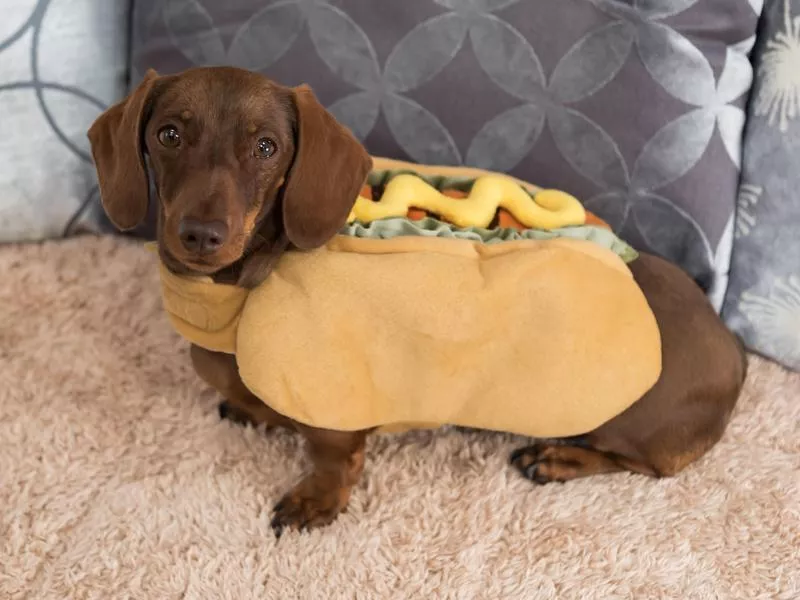 hot dog