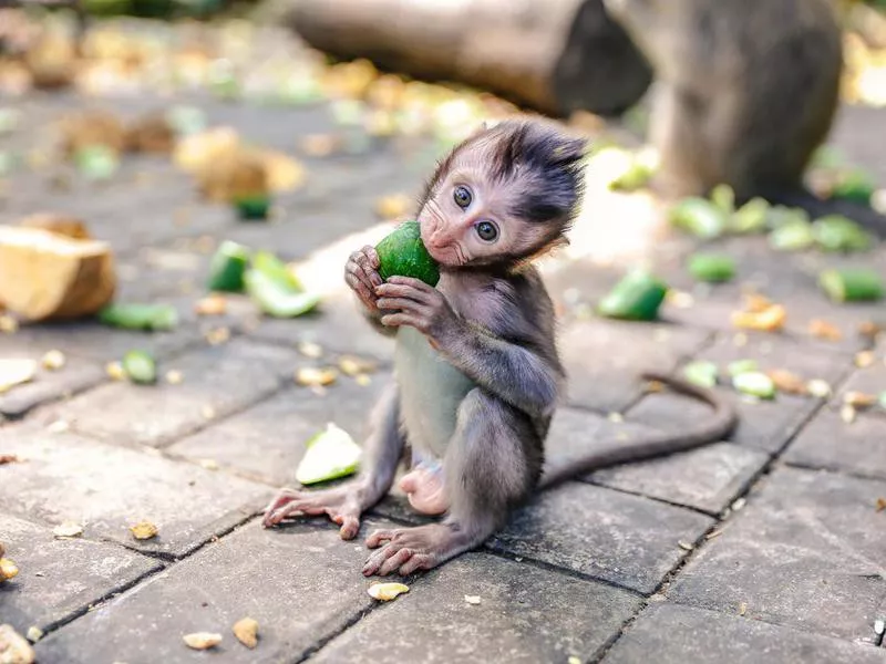 Cute baby monkey eating vegetable