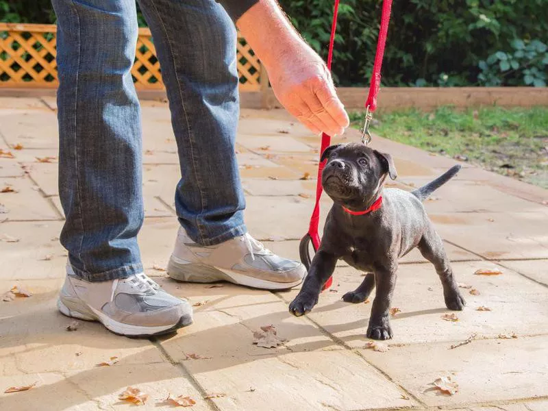 Puppy being trained