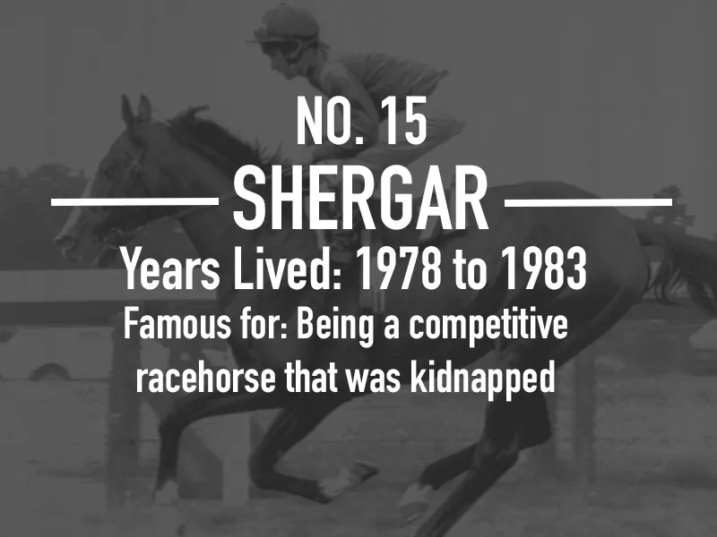 Shergar