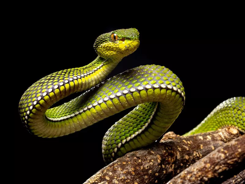 Purple-spotted Pit Viper