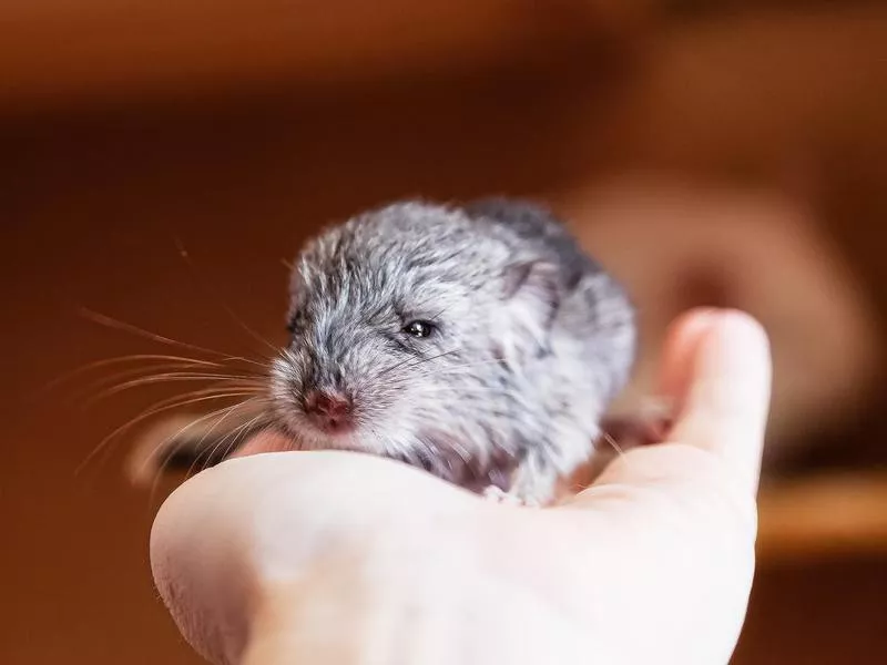 Newborn chinchilla