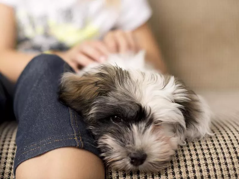 Havanese puppy