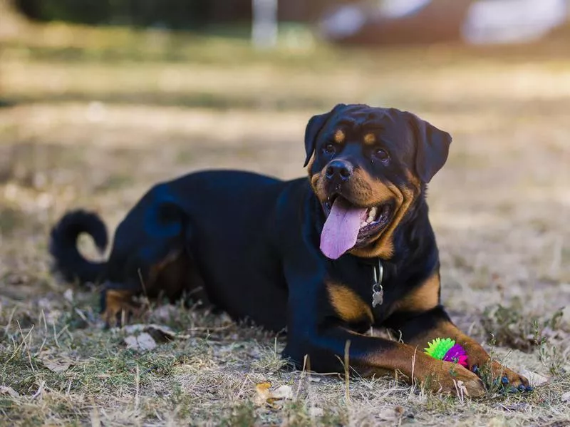 rottweiler