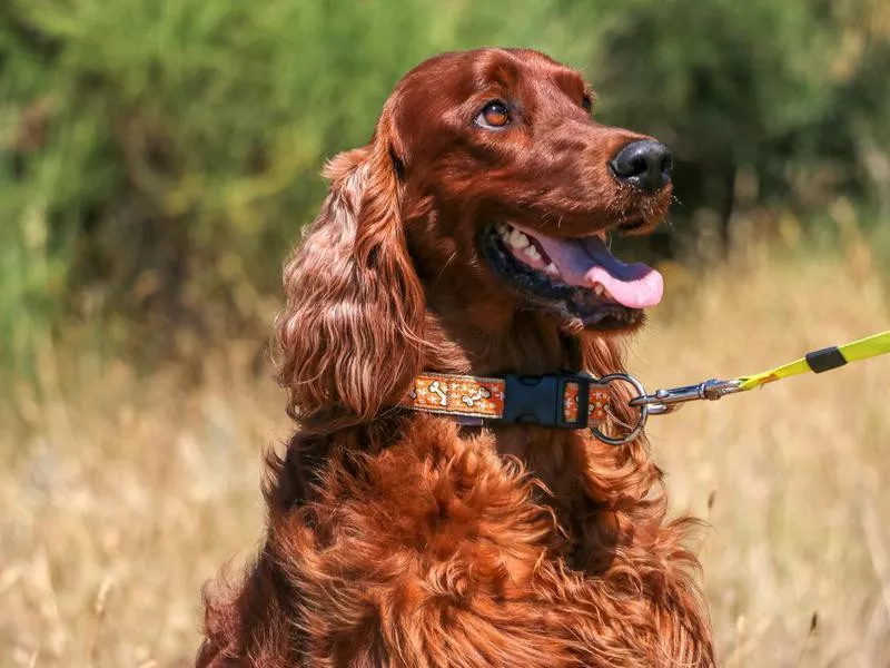 Irish Setter portrait