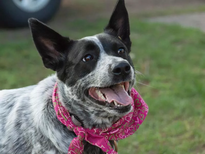 Australian cattle dog