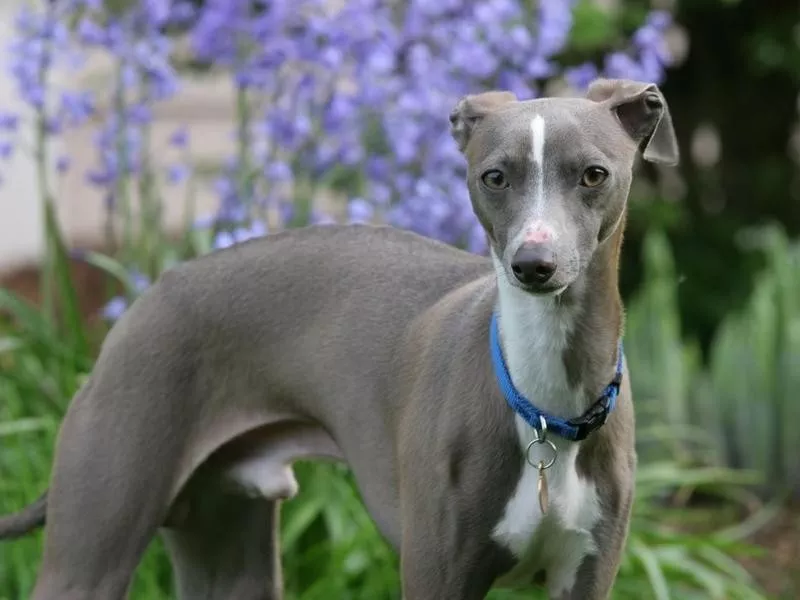 Italian greyhound