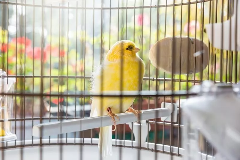 Canary