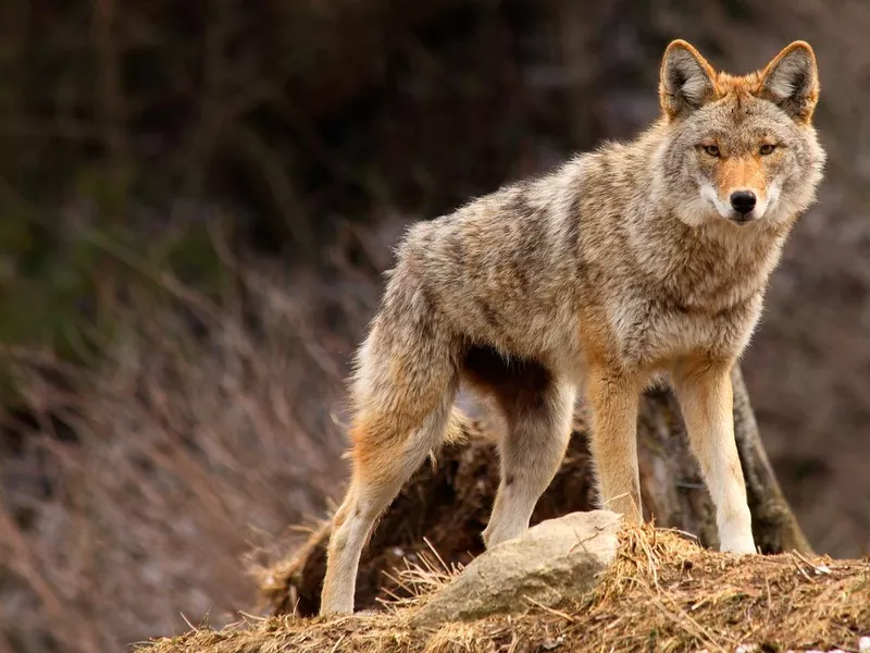 Coyote on Top of a Hill