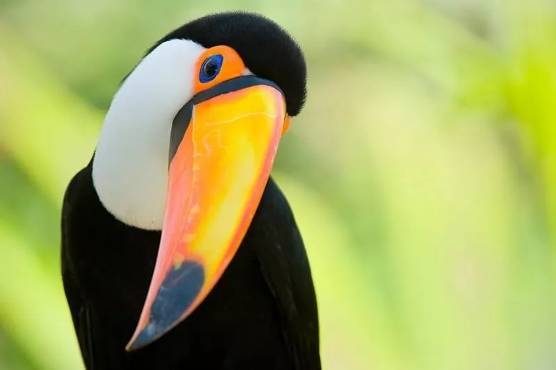 Toucan