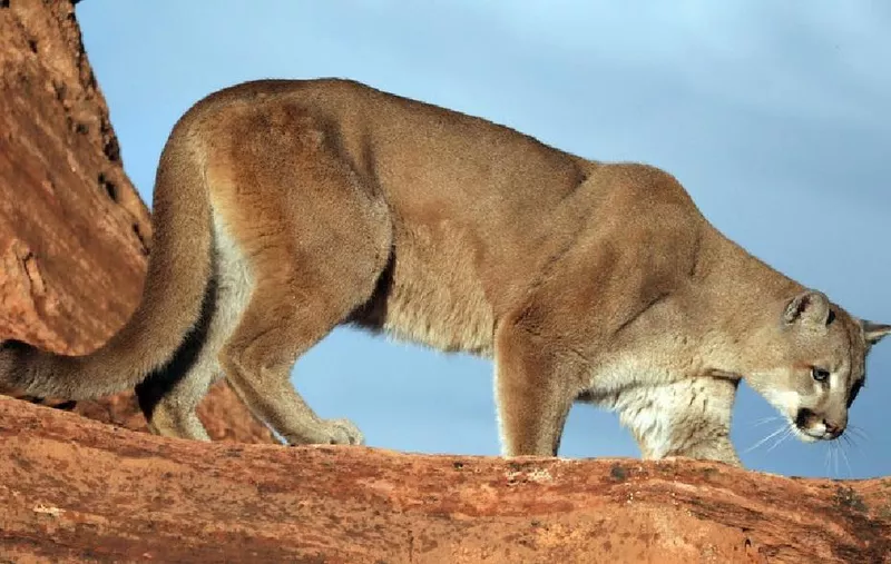 Mountain Lion in the Grand Canyon