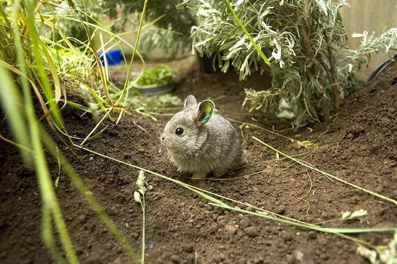 Pygmy Rabbit