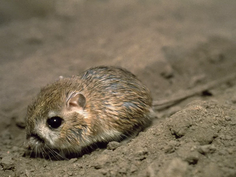 Kangaroo Rat