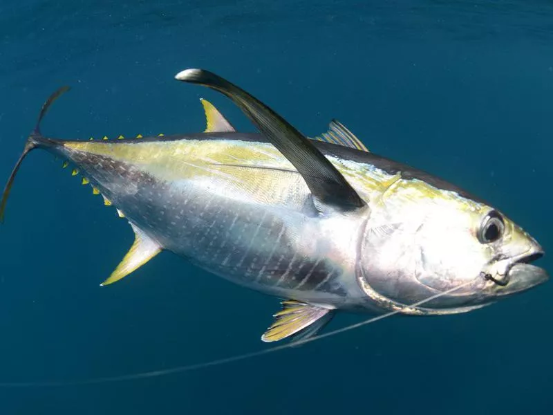 Yellowfin Tuna