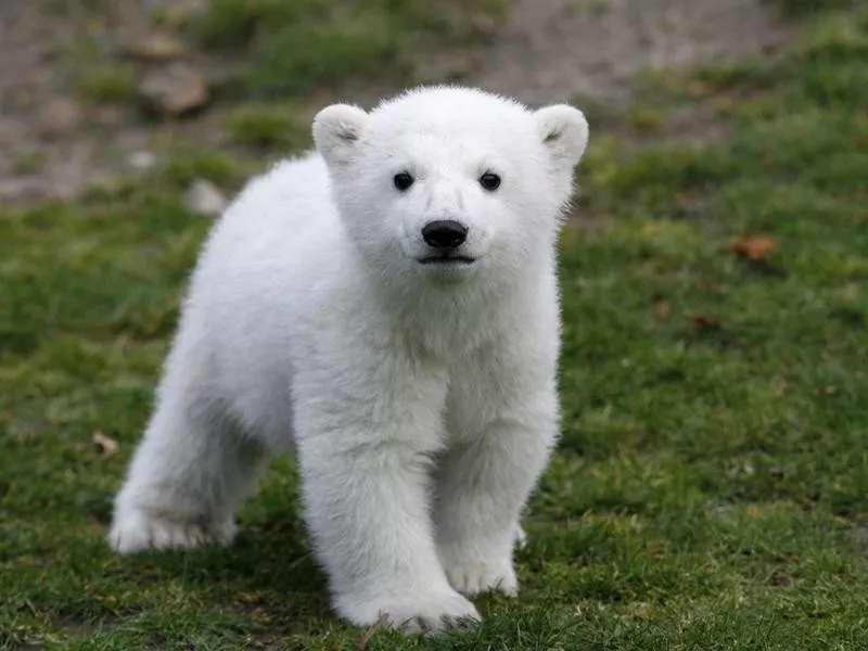 Knut