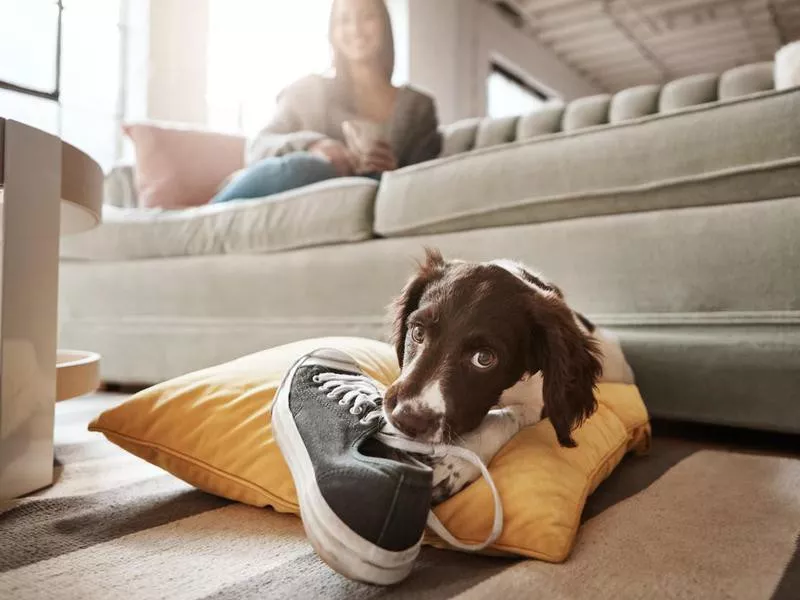 Dog chewing a shoe