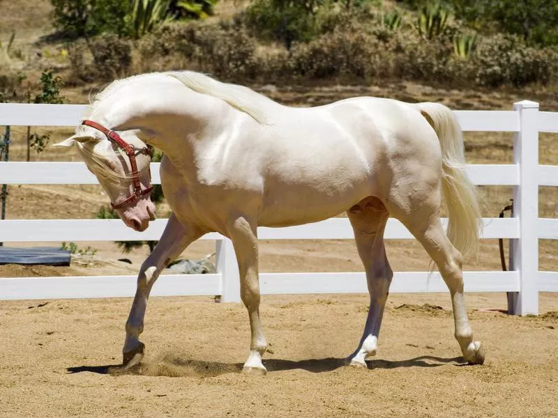 Tennessee Walking Horse