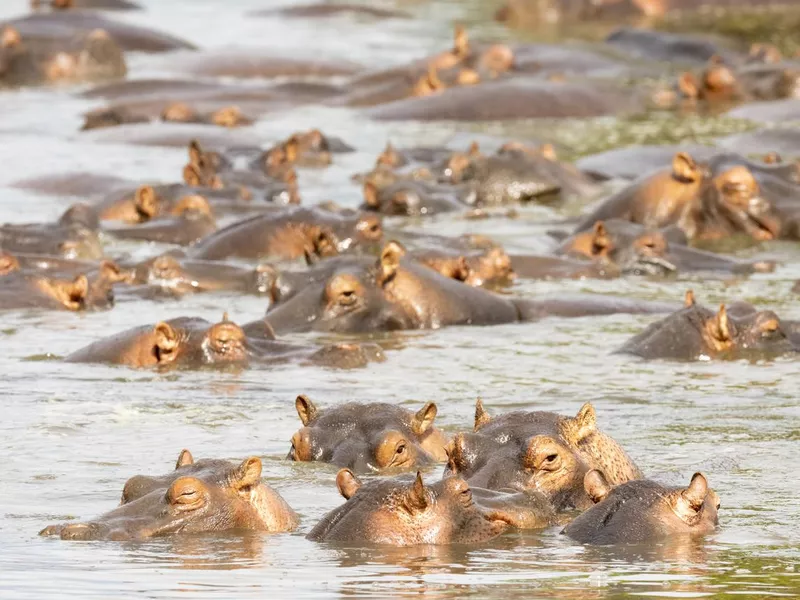 Hippo herd in a river