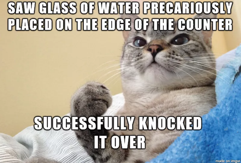 Proud cat meme