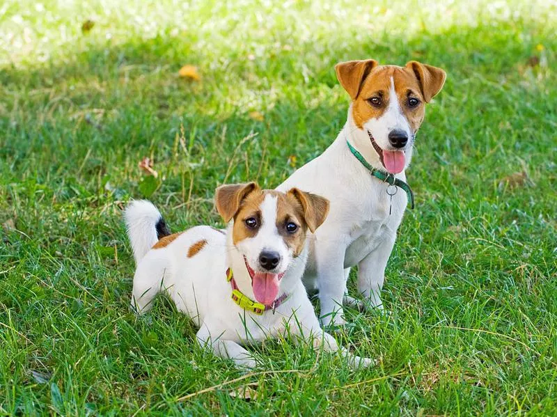 jack russell