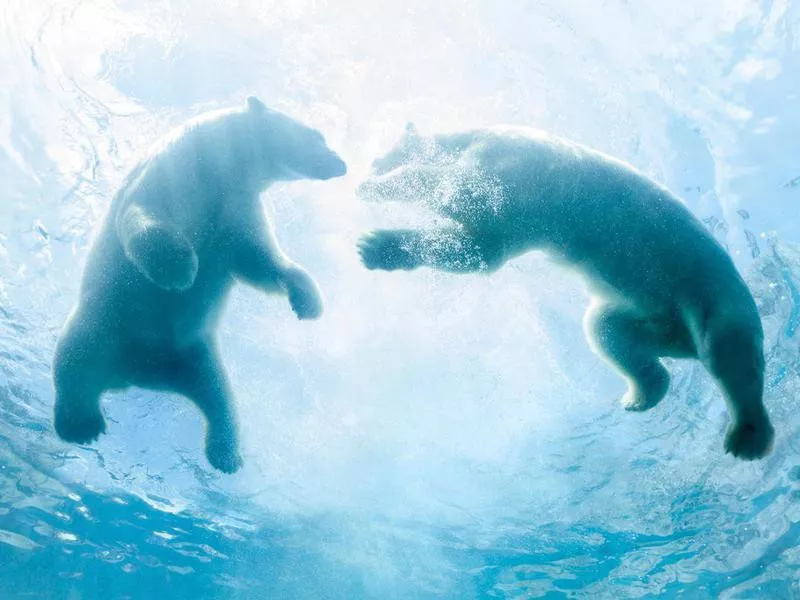 Two Polar Bear Cubs Playing In Water