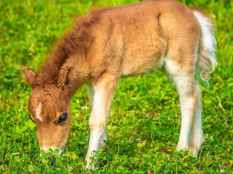 A newborn pony foal with its mother on the lake shore grasslands of the Upper Zurich Lake (Obersee), Rapperswil Jona, Sankt Gallen, Switzerland