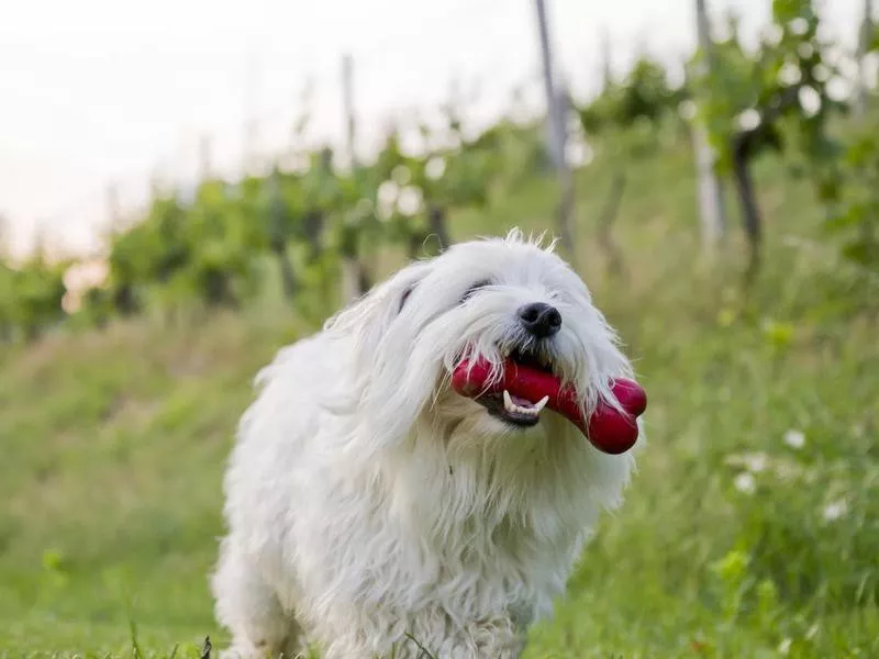 Coton de Tulear