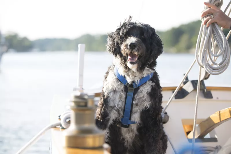 Portuguese Water Dog