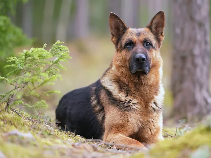 Serious black and tan German shepherd dog posing outdoors in a forest lying down on a ground in spring