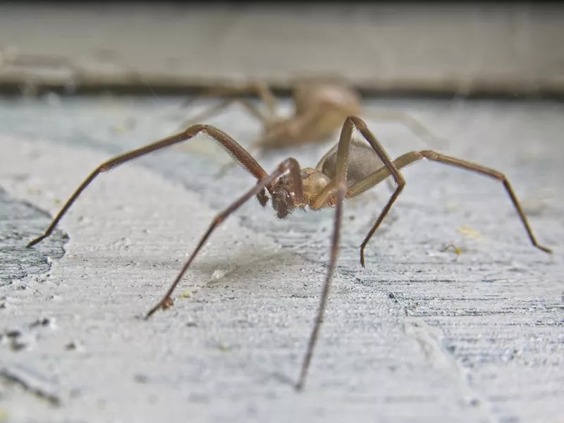 Brown Recluse Spider