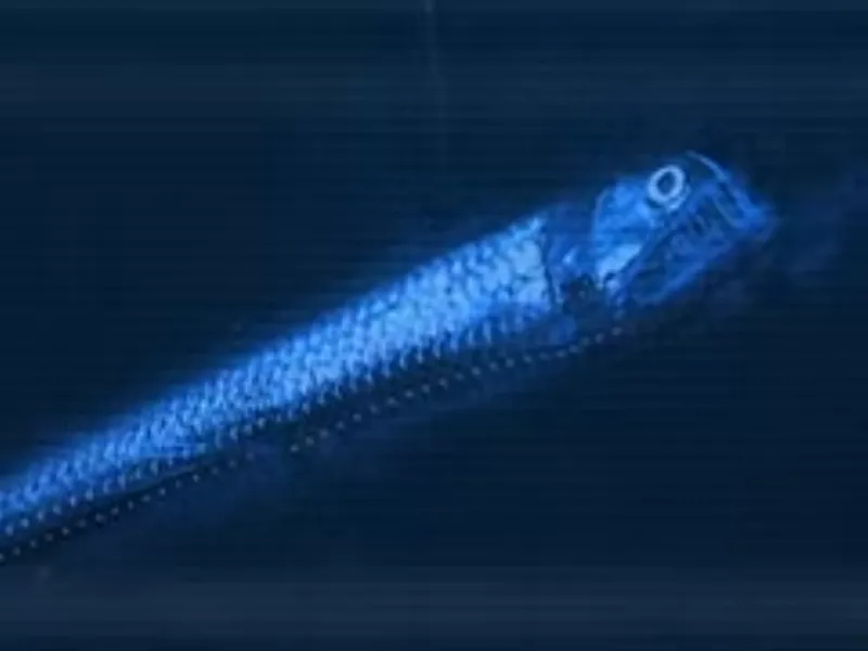 Viperfish