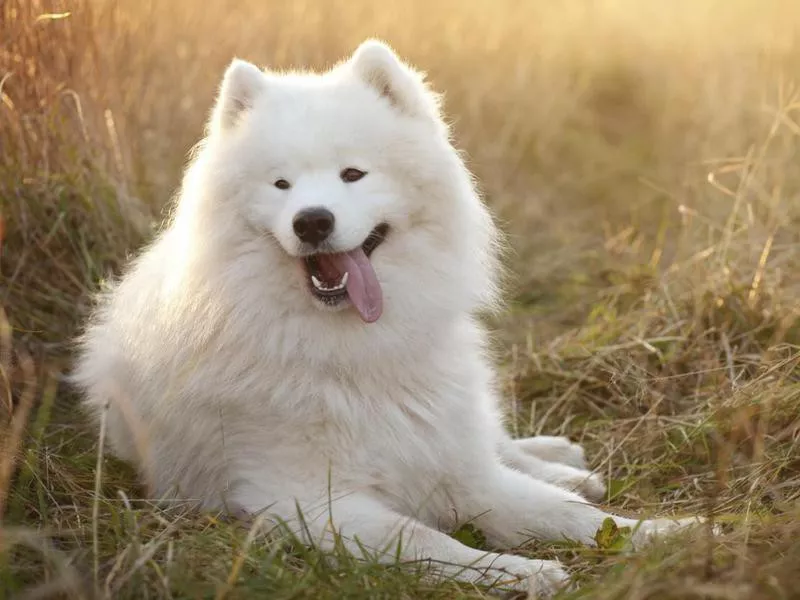 Samoyed