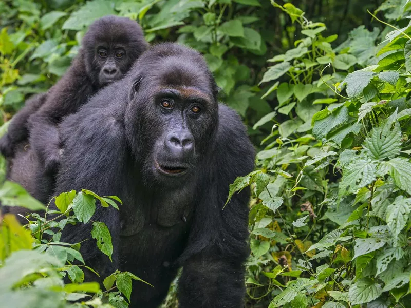 Gorilla baby riding on back of mother, wildlife shot, Congo