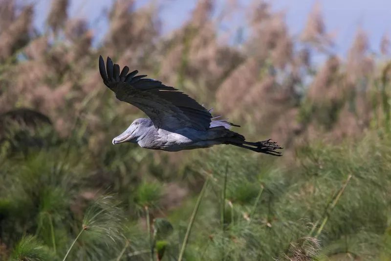 Shoebill