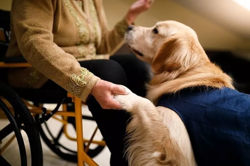 Golden Retriever